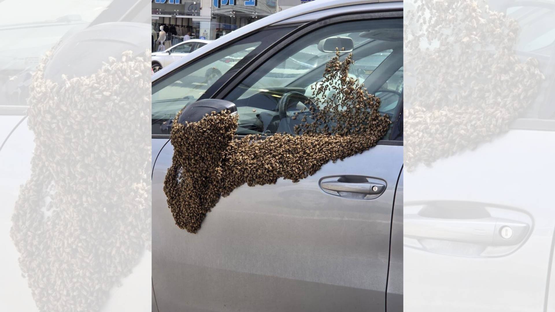 Image 1 from gallery