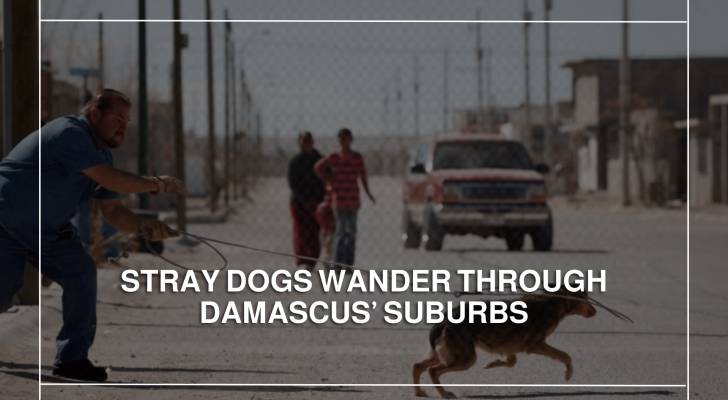 Stray dogs wander through Damascus’ suburbs