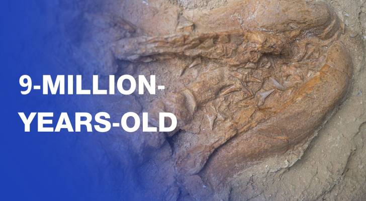 Paleontologists unveil 9-million-year-old shark fossil