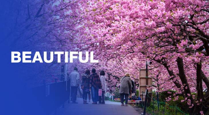 Thousands admire early-blooming cherry blossoms in Japan