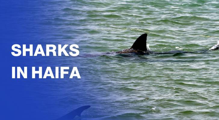 “Alpha predator” sharks and humans clash on an “Israeli” beach