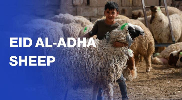 Iraqi farmers sell sheep at livestock market ahead of Eid al-Adha