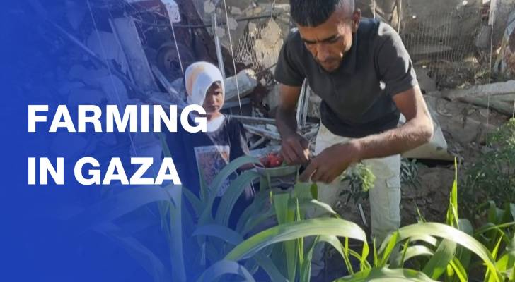Displaced Gaza farmer grows vegetables to survive amid shortages