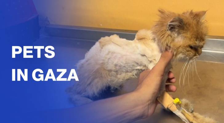 Gaza vet and cat owners worry amid shortage of food and medicine