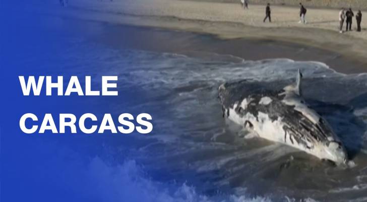 Whale carcass washed ashore attracts onlookers at Mexican beach