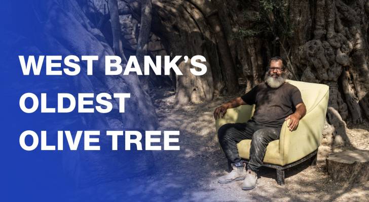 West Bank's oldest olive tree stands in peace amid ‘Israeli’ violence
