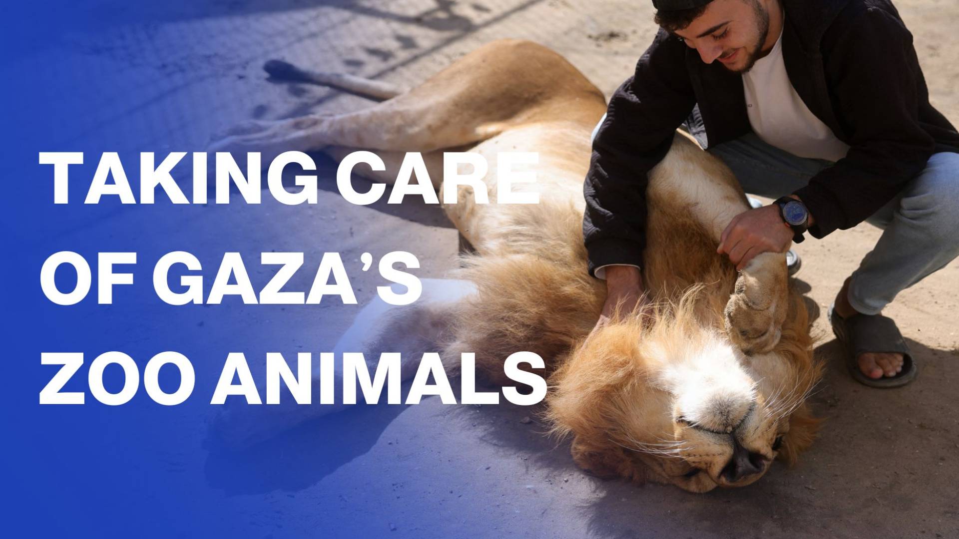 Gaza zookeepers resort to human food and medicine for animals
