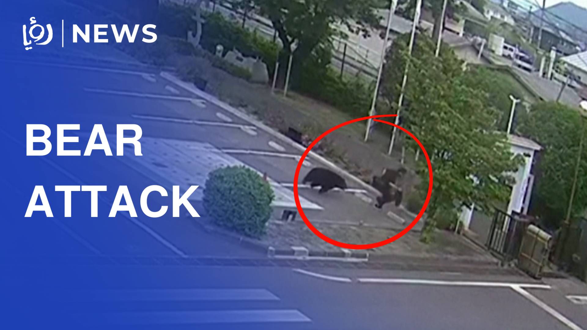 Bear attack leaves four injured in Japan