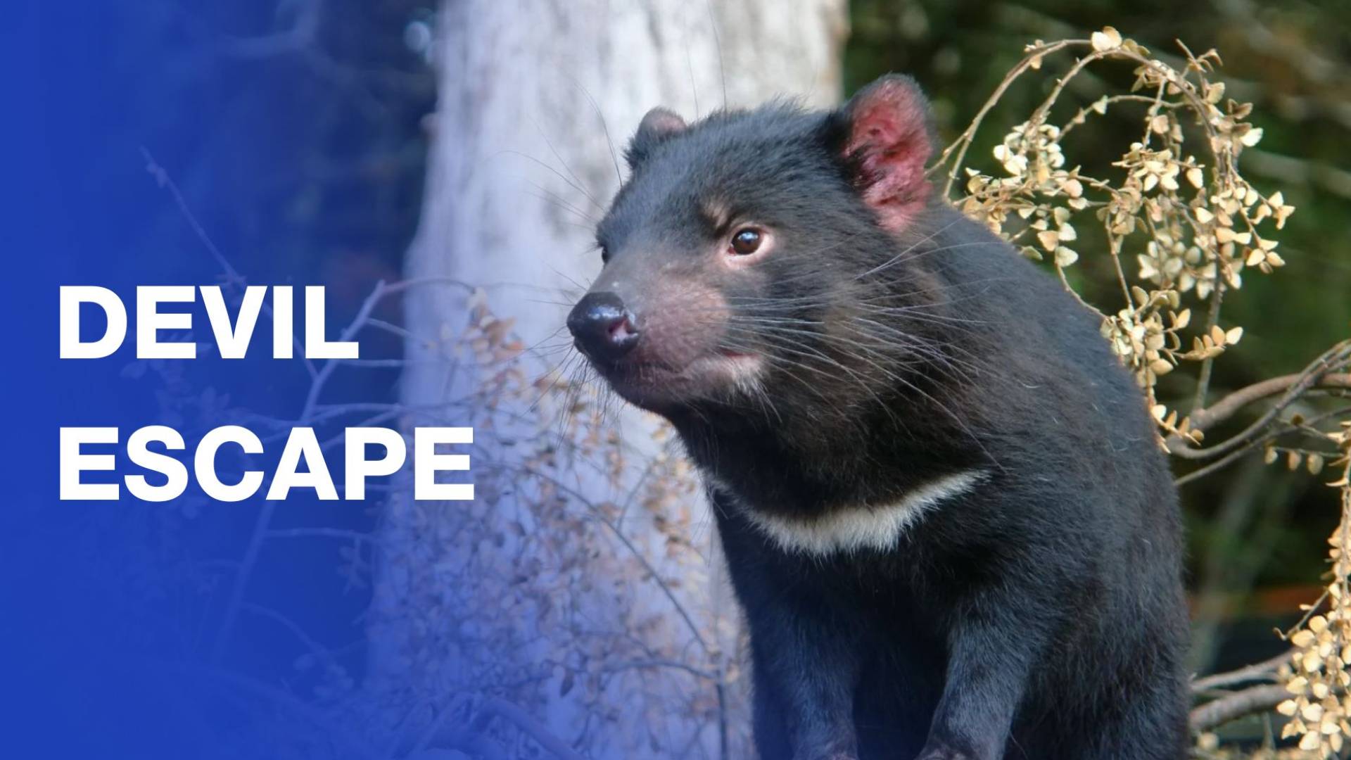 Tasmanian devil thwarts Australian search team