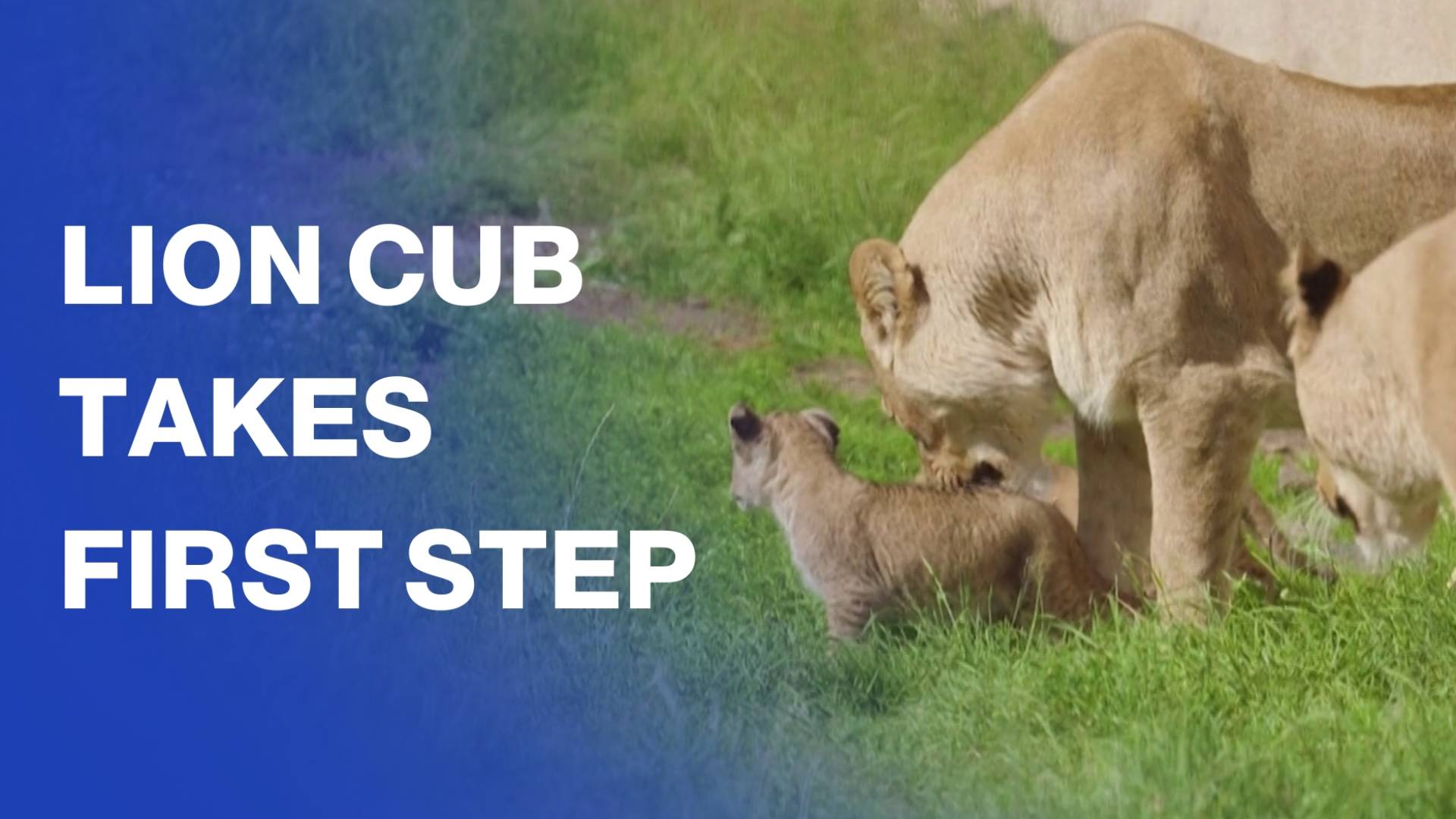 Lion cubs take first step outside at Norway zoo