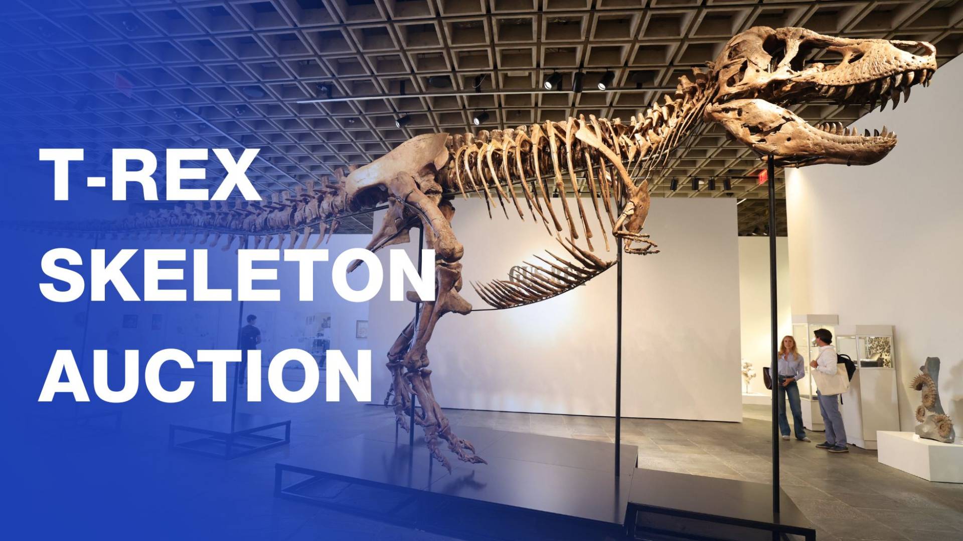 One of the world's most complete T. rex skeletons to be auctioned in New York