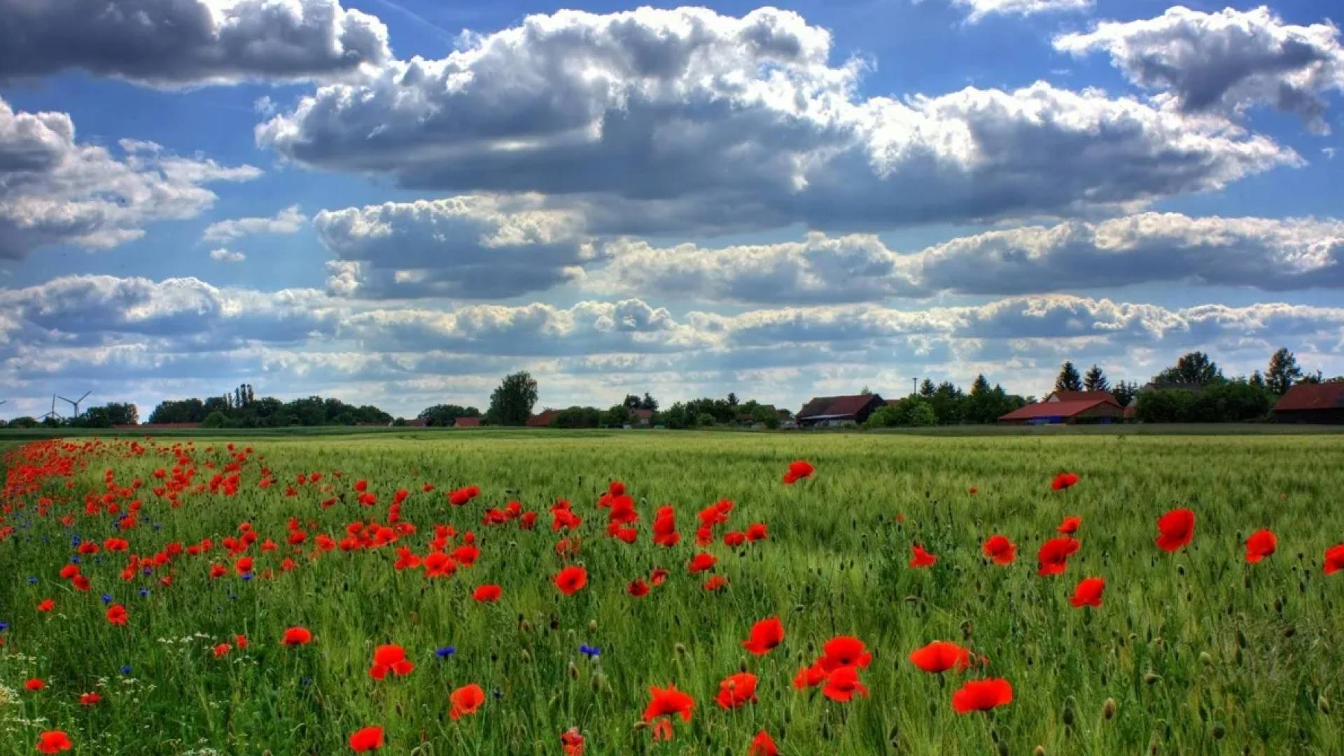 "كن حارسا لجمال وطنك".. الأردنيون يعانقون الربيع في عطلة نهاية الأسبوع