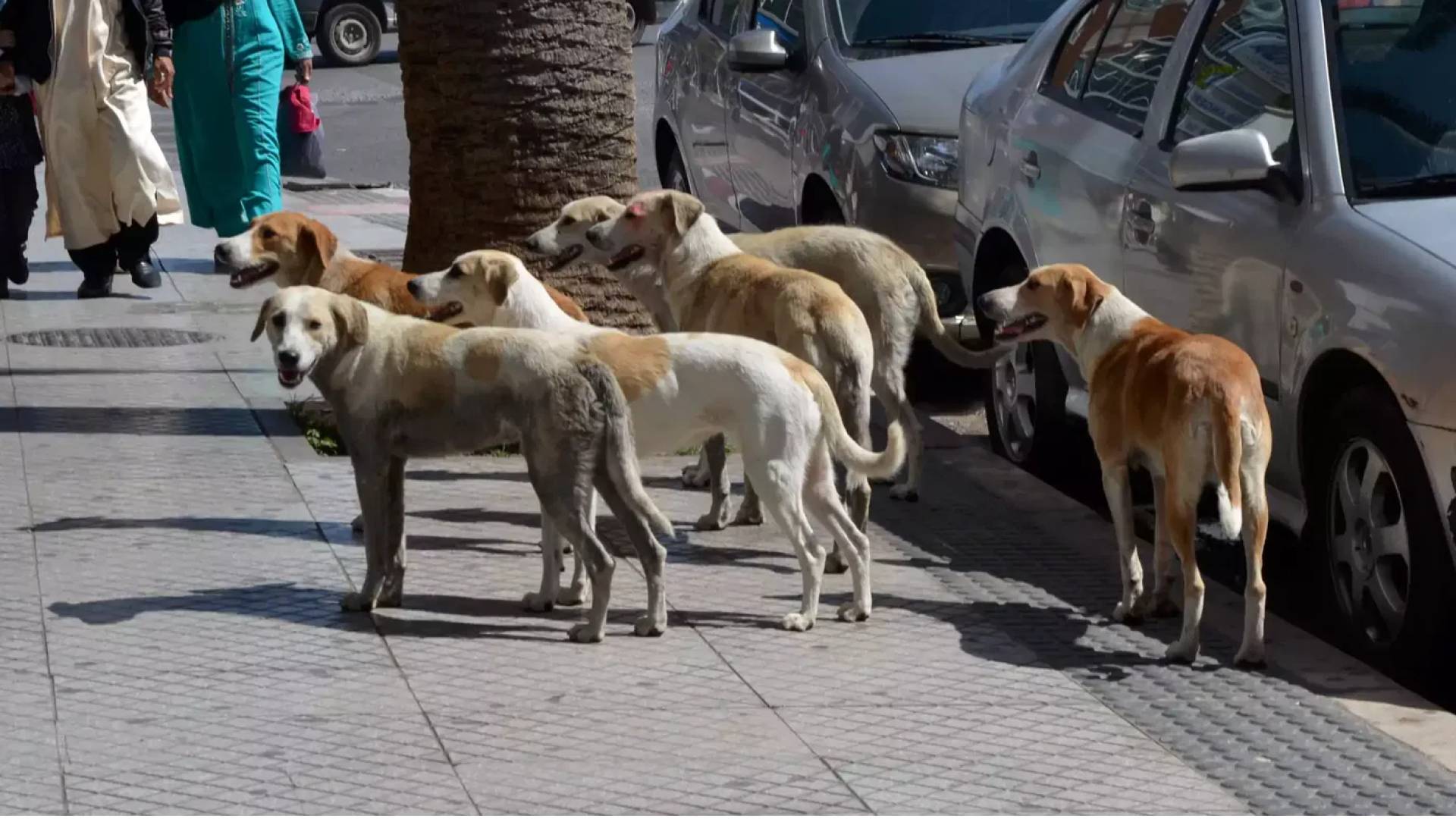 كلاب ضالة تحول شوارع مرج الحمام إلى مصدر خطر.. والأهالي يناشدون التدخل العاجل