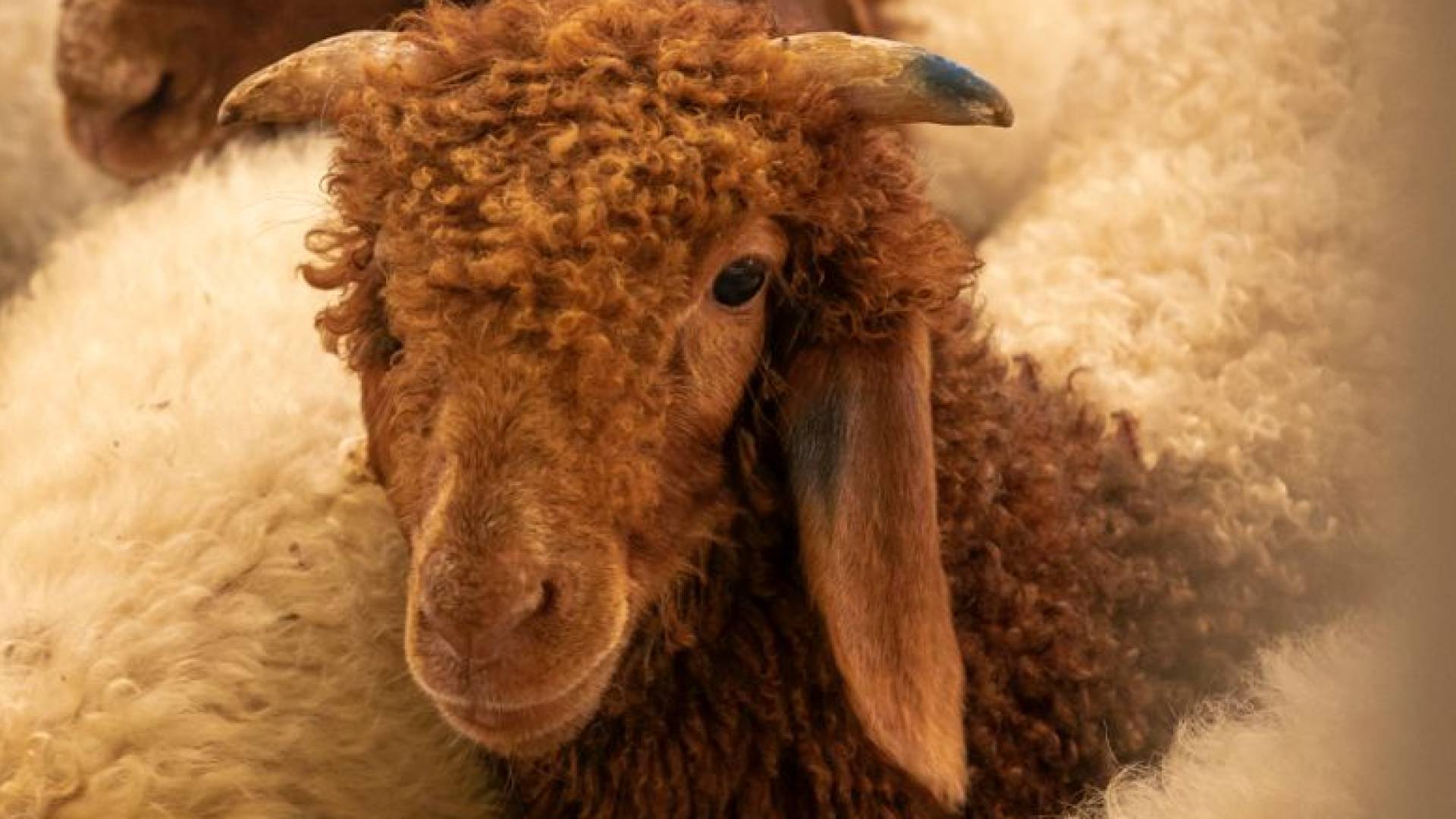 أمانة عمان تعلن بدء استقبال طلبات تصاريح الأضاحي إلكترونيا وتحدد مواقع البيع والذبح