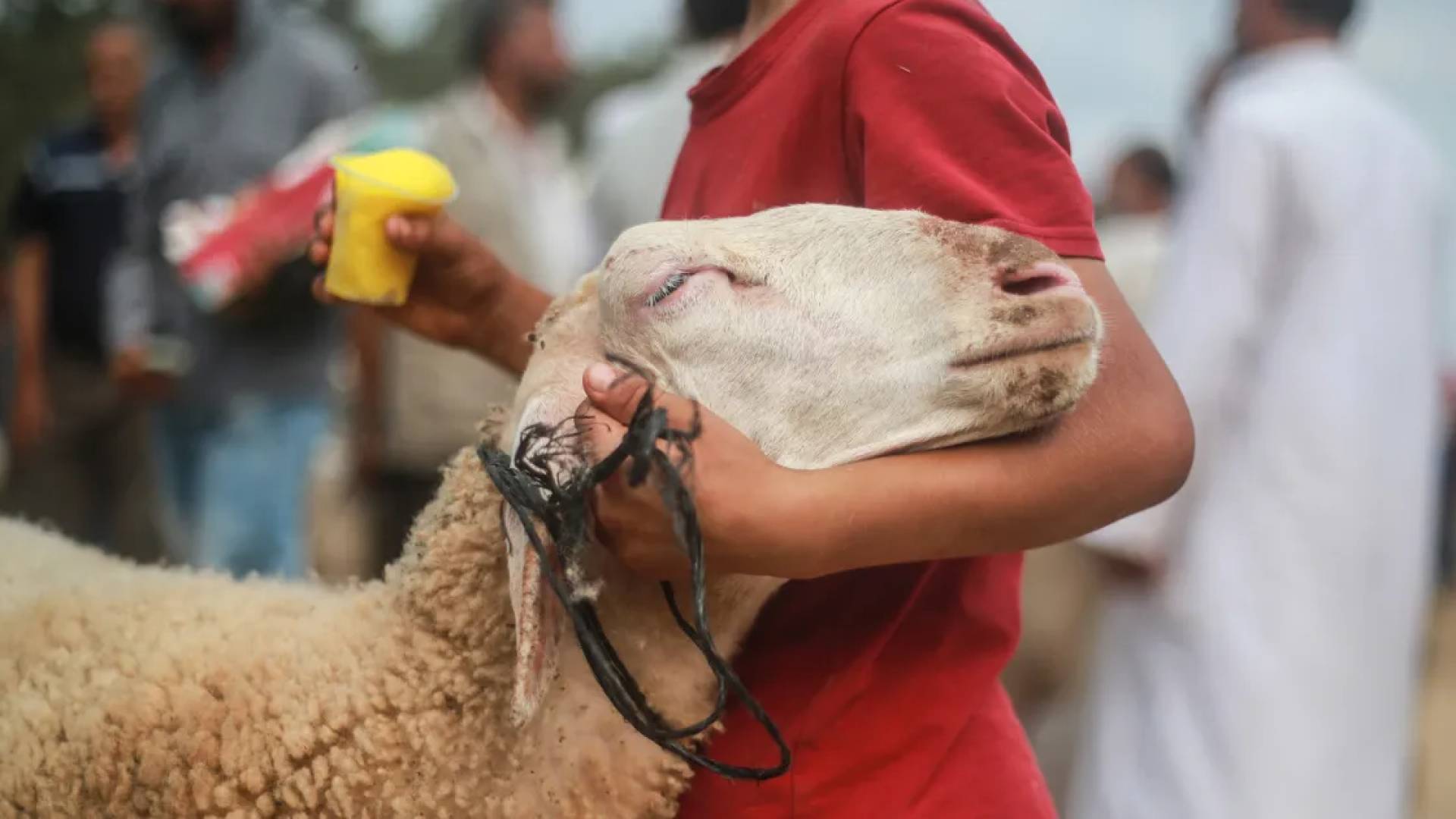 دائرة الإفتاء العامة توضح الشروط الشرعية الواجبة والمستحبة عند الذبح