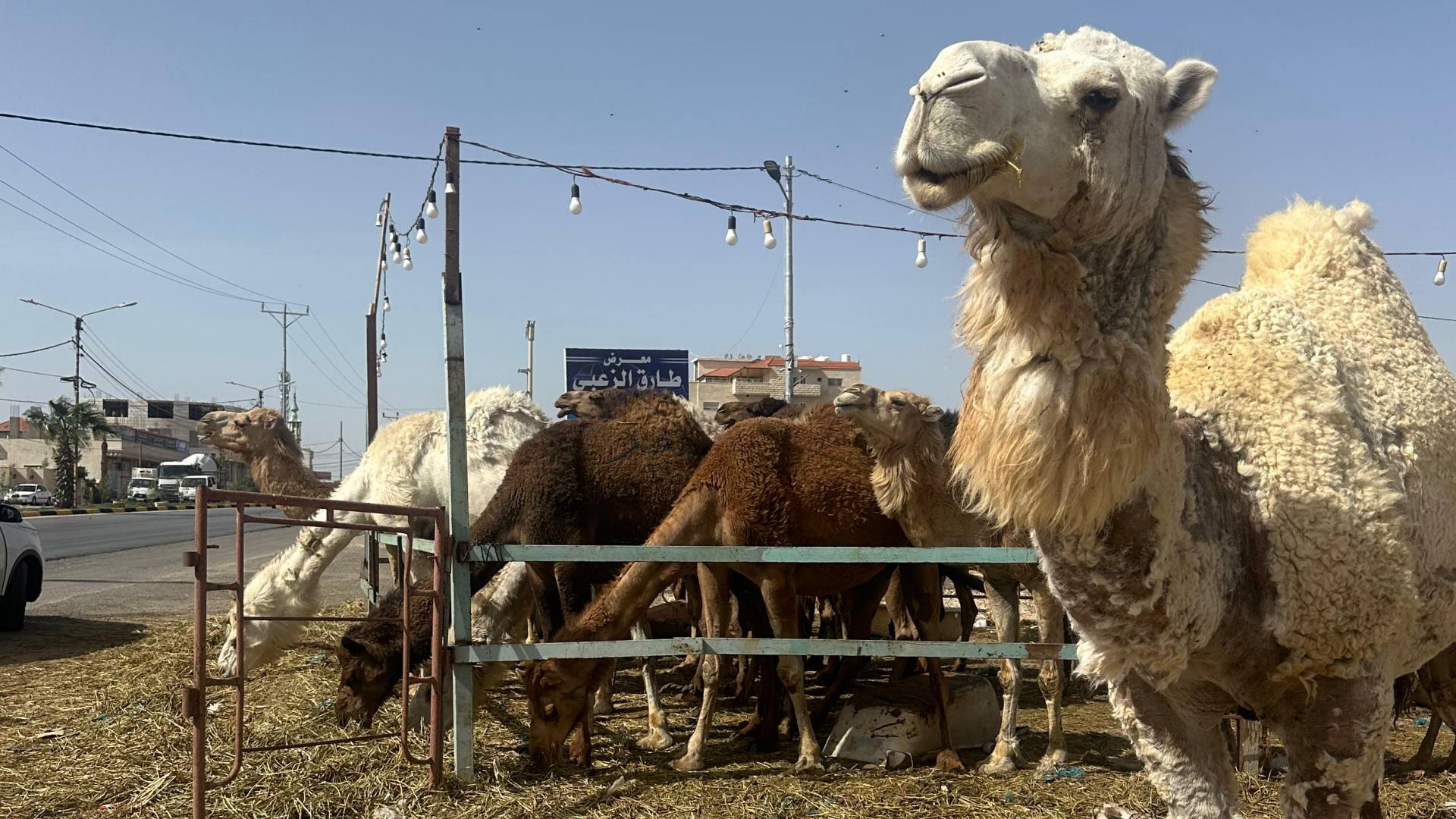 سوق الشمال الوحيد.. سر تمسك أهل الرمثا بأضاحي الجمال واحتضان "لحم الحوار" لأشهر أكلاتها الشعبية