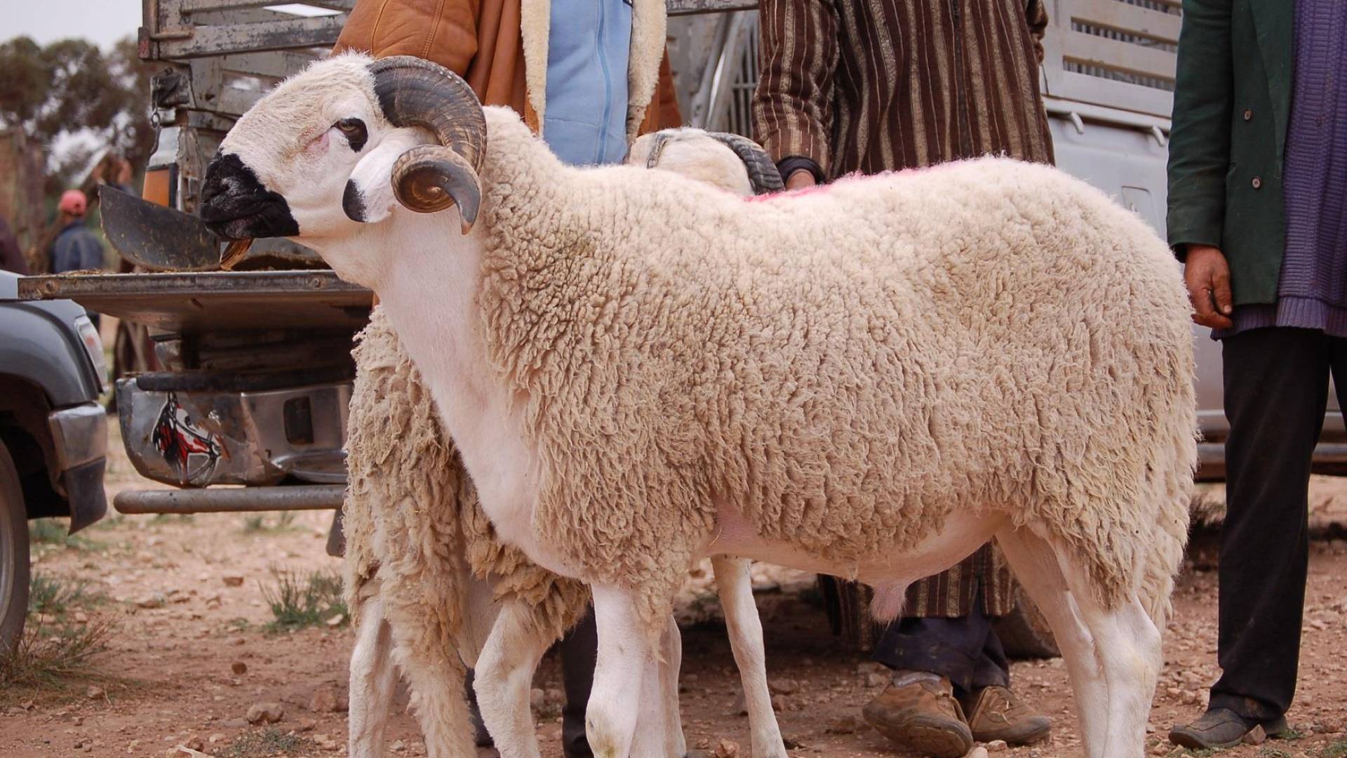 دار الإفتاء المصرية تصدر فتوى بشأن حكم هلاك الأضحية أو ضياعها قبل يوم العيد 