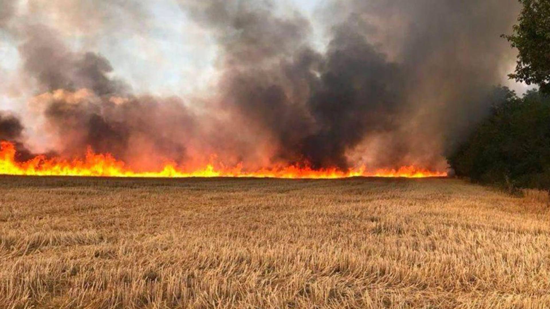 "الزراعية النيابية" تبحث ملفات حرائق المحاصيل واستيراد الحليب والأمن الغذائي في الأردن