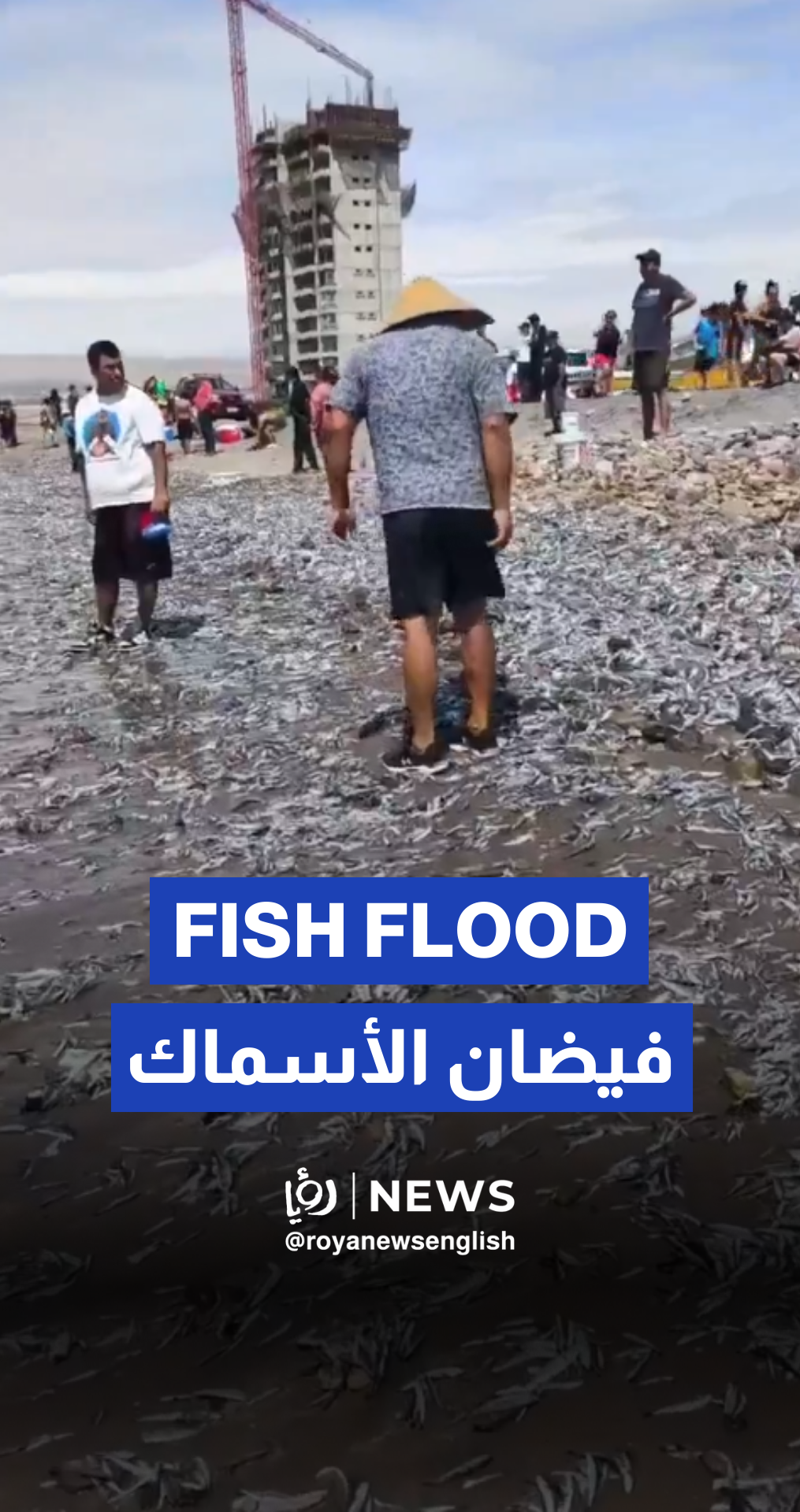 Thousands of dead fish wash up on Chilean beach