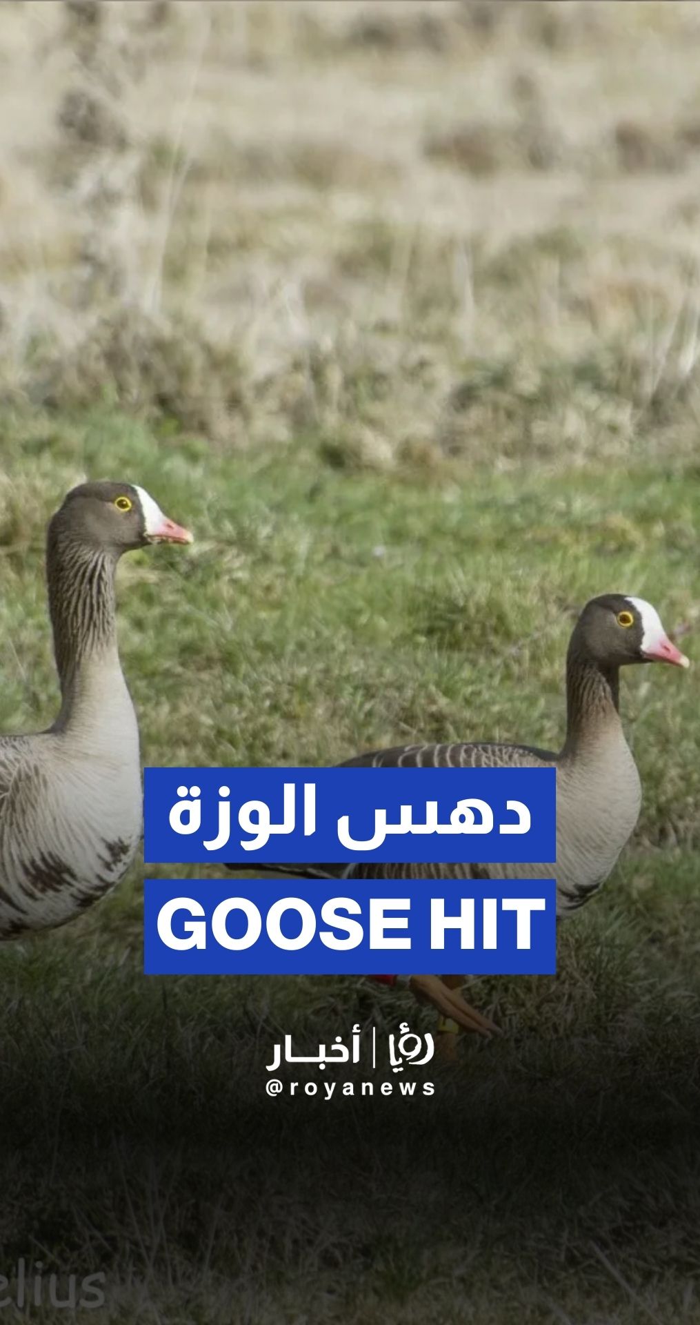 "Israeli" jeep runs over goose