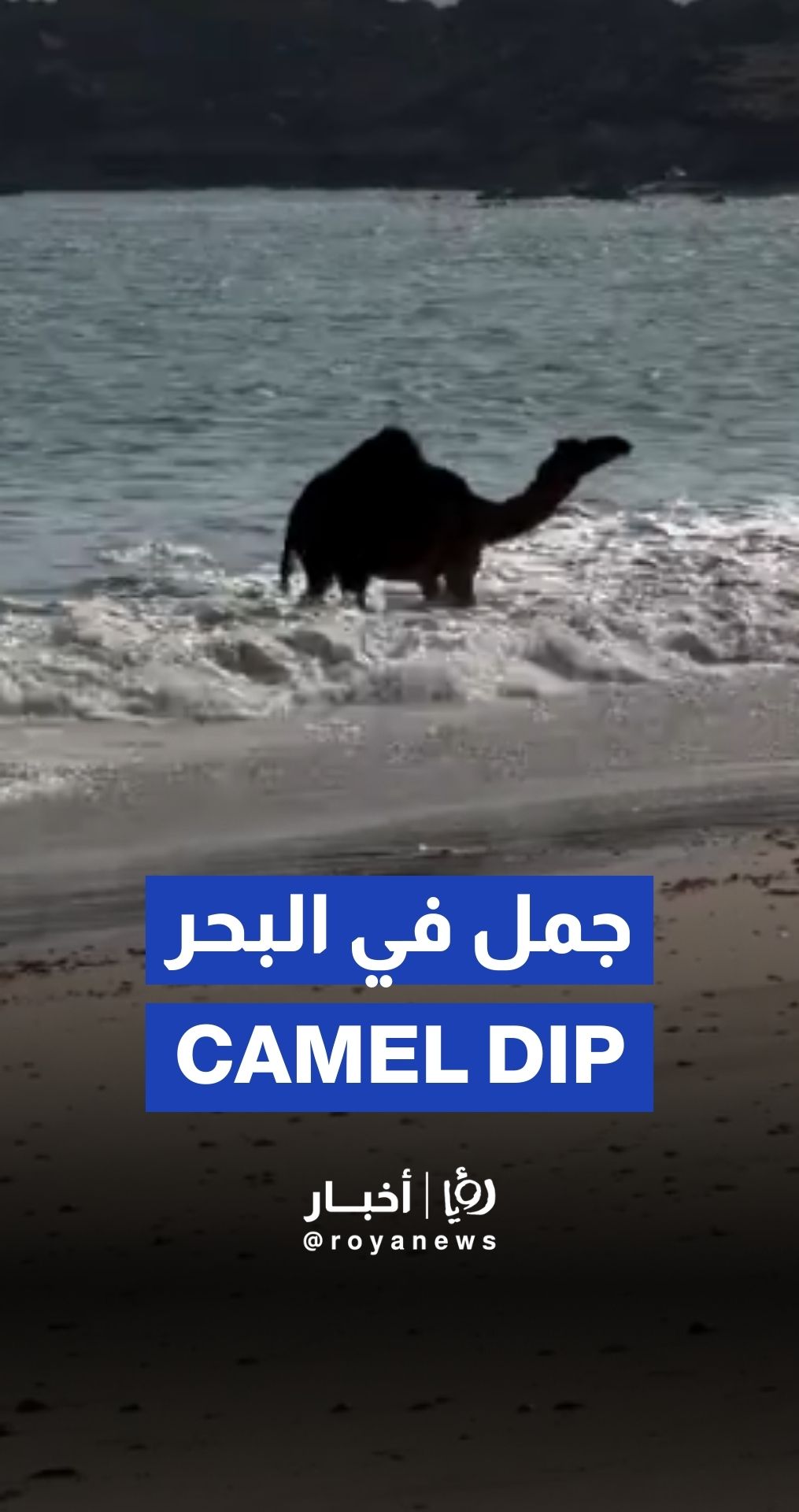 Camel basks in water off Salalah’s coast