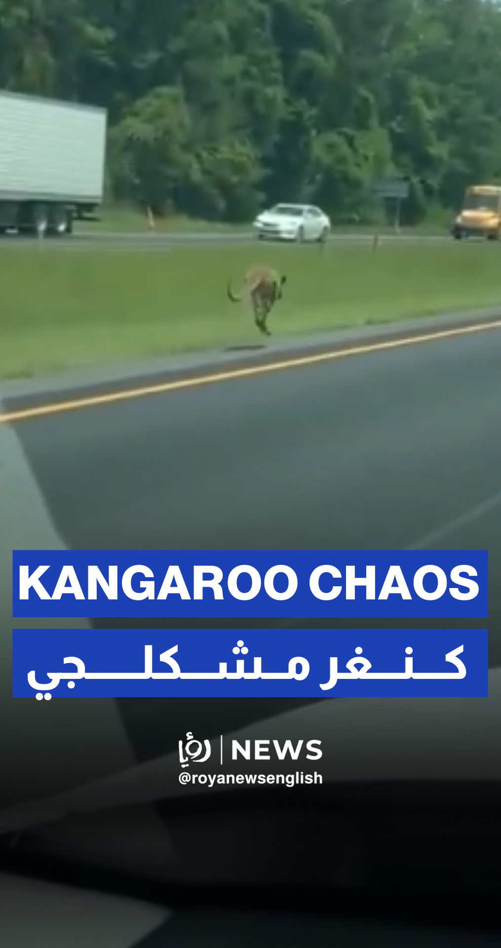 Loose kangaroo causes crash, highway shutdown in Alabama