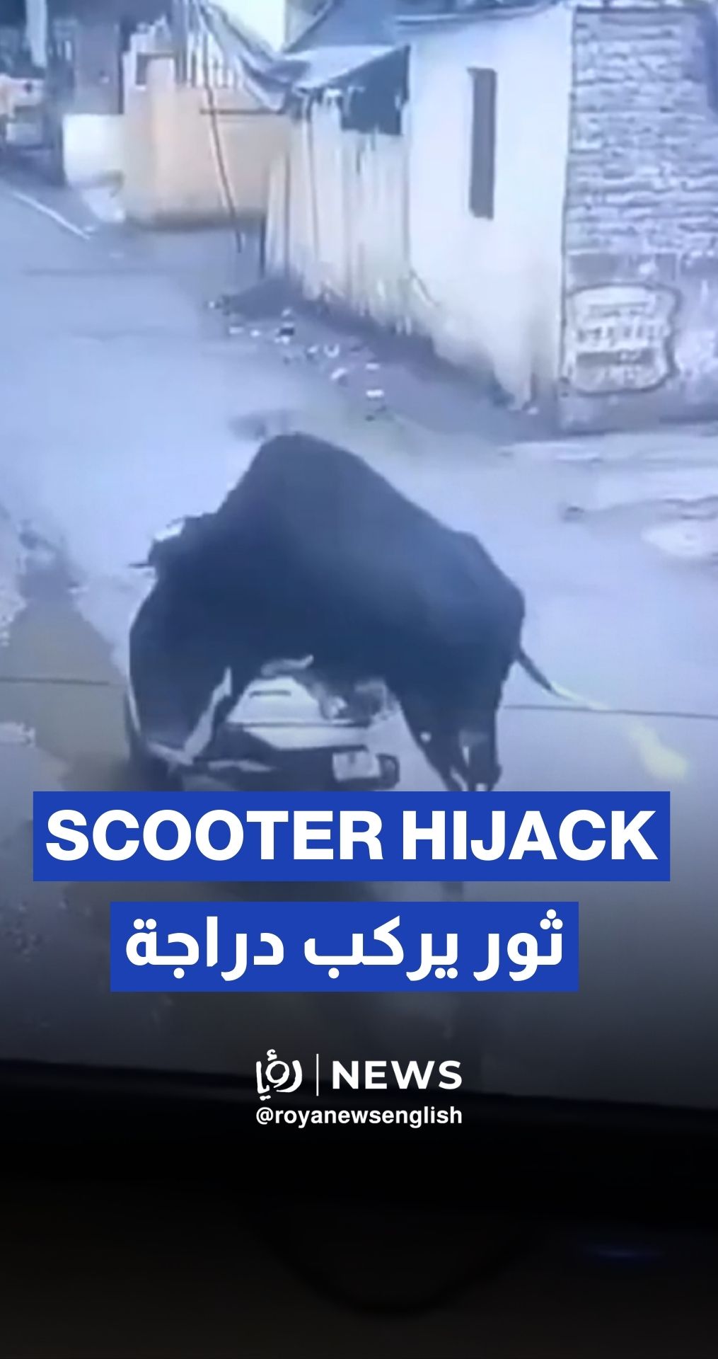 Bull caught riding scooter in India