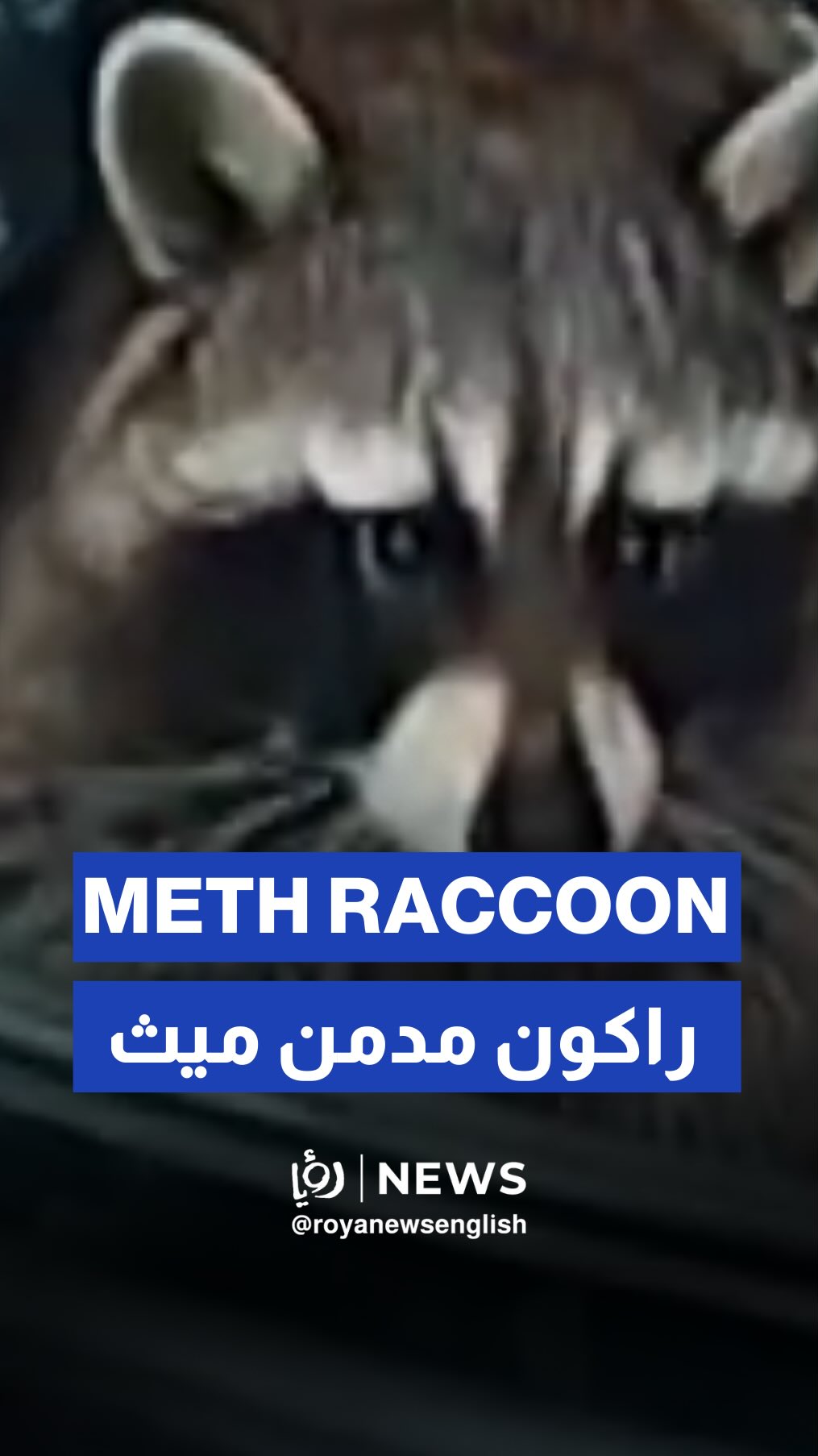 Raccoon with meth pipe shocks police at traffic stop in Springfield Townshi