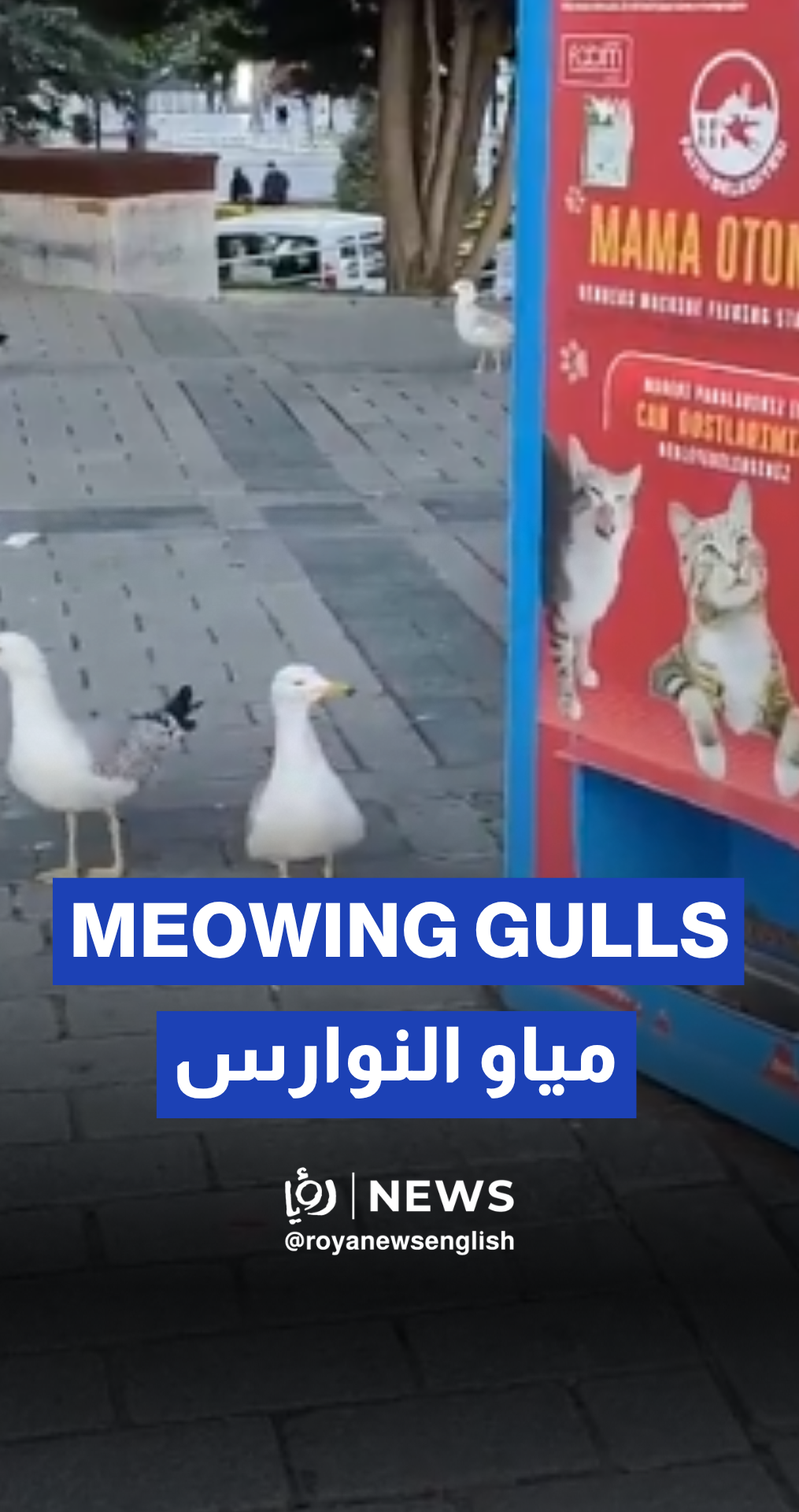 Seagulls outsmart cat food machine in Turkey with meowing trick