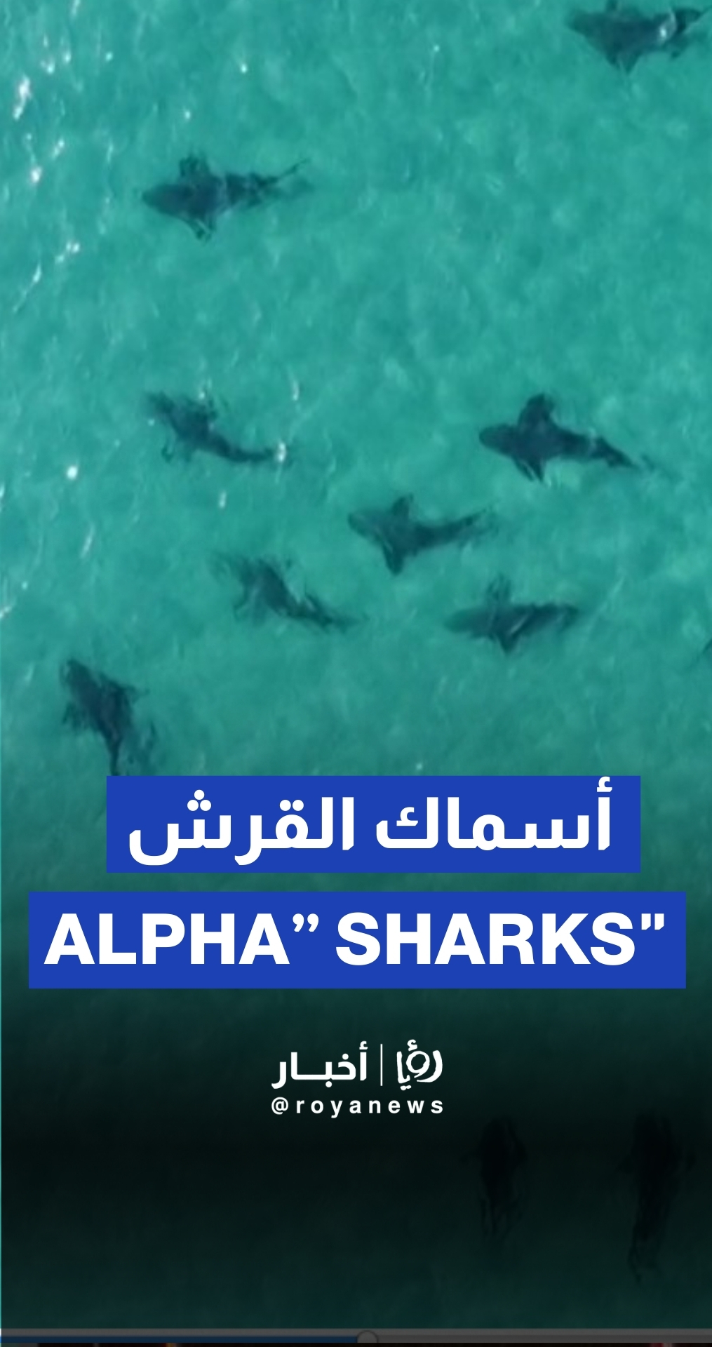 “Alpha predator” sharks and humans clash on Haifa beach