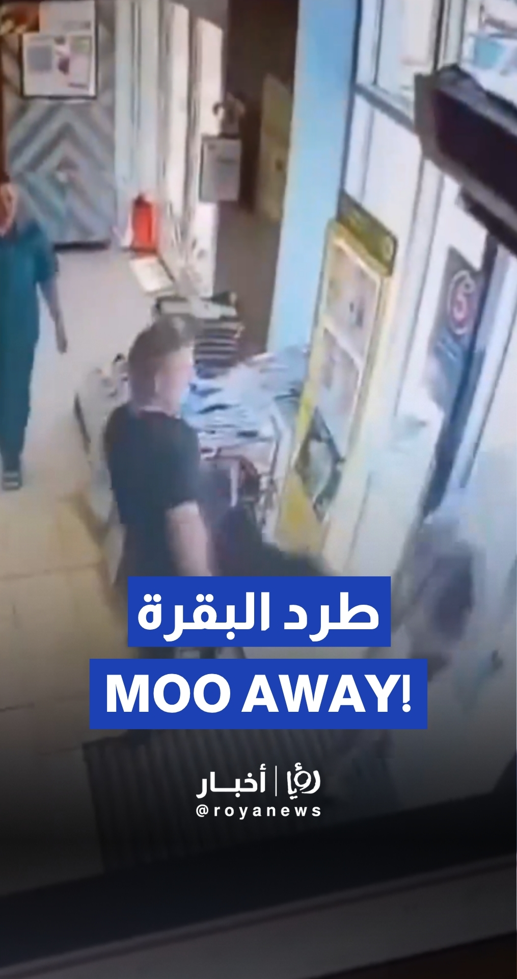 Wandering cow kicked out from store