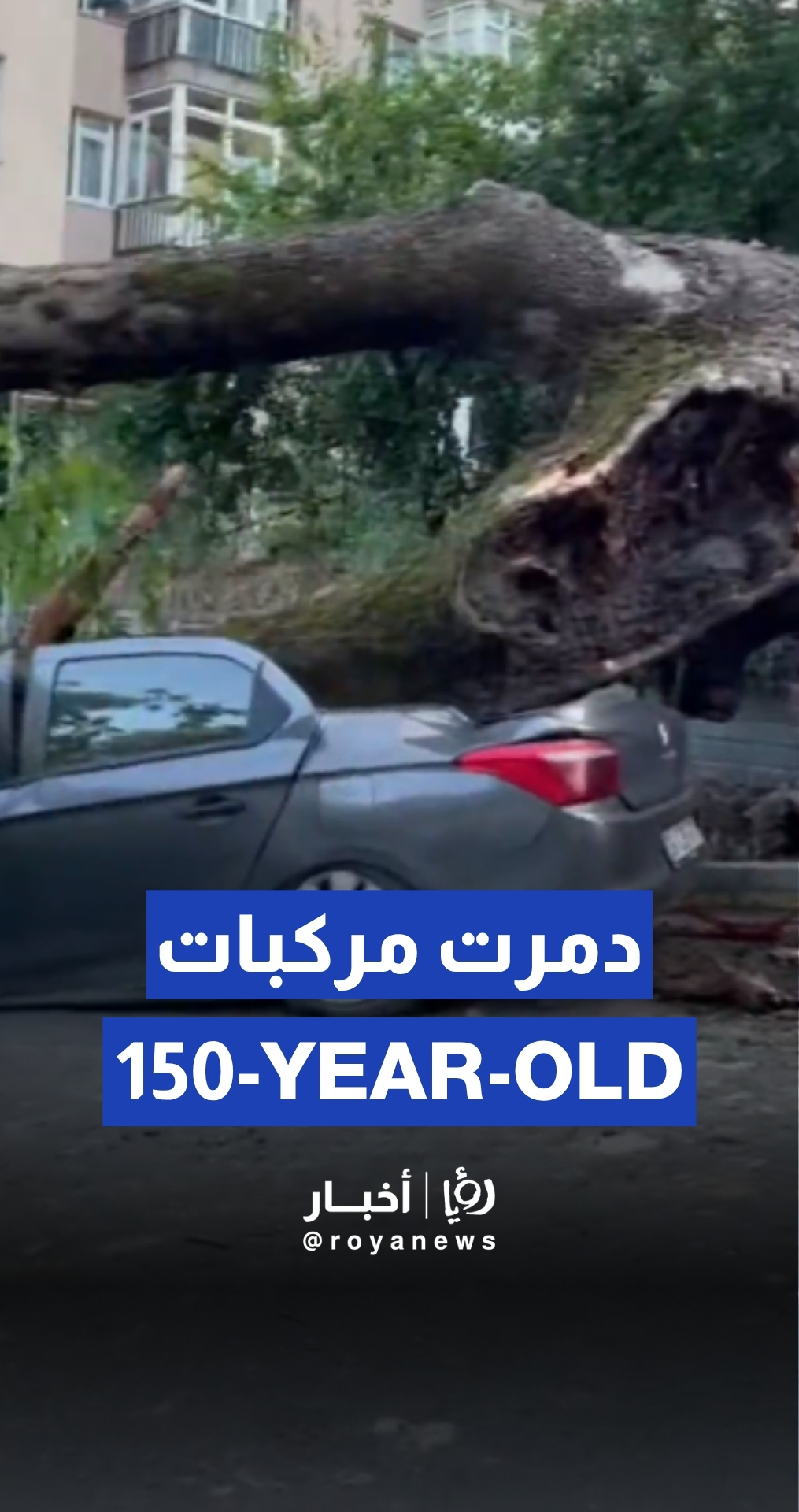 150-year-old tree destroys vehicles in Turkey