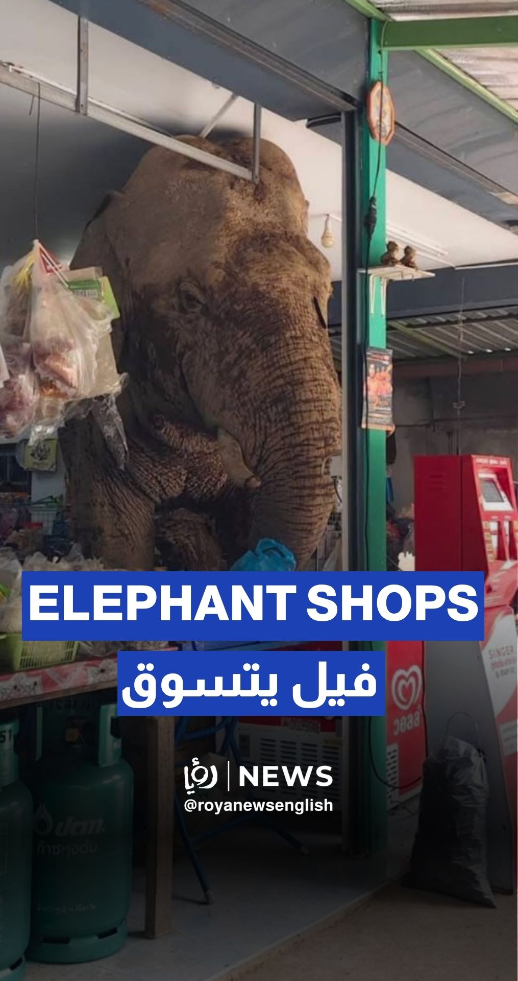 Wild elephant raids Thai store, snacks on rice crackers and strolls out