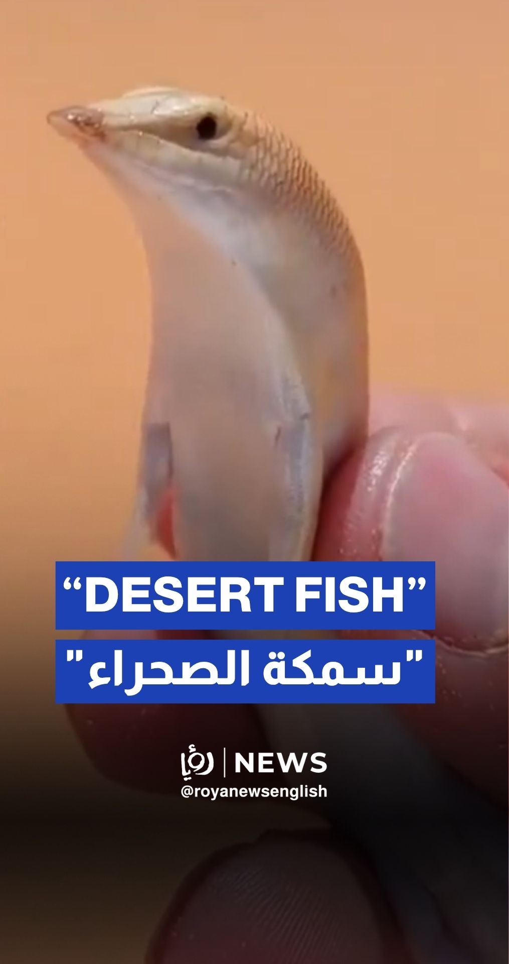 Man captures rare “desert fish” sighting in stunning footage