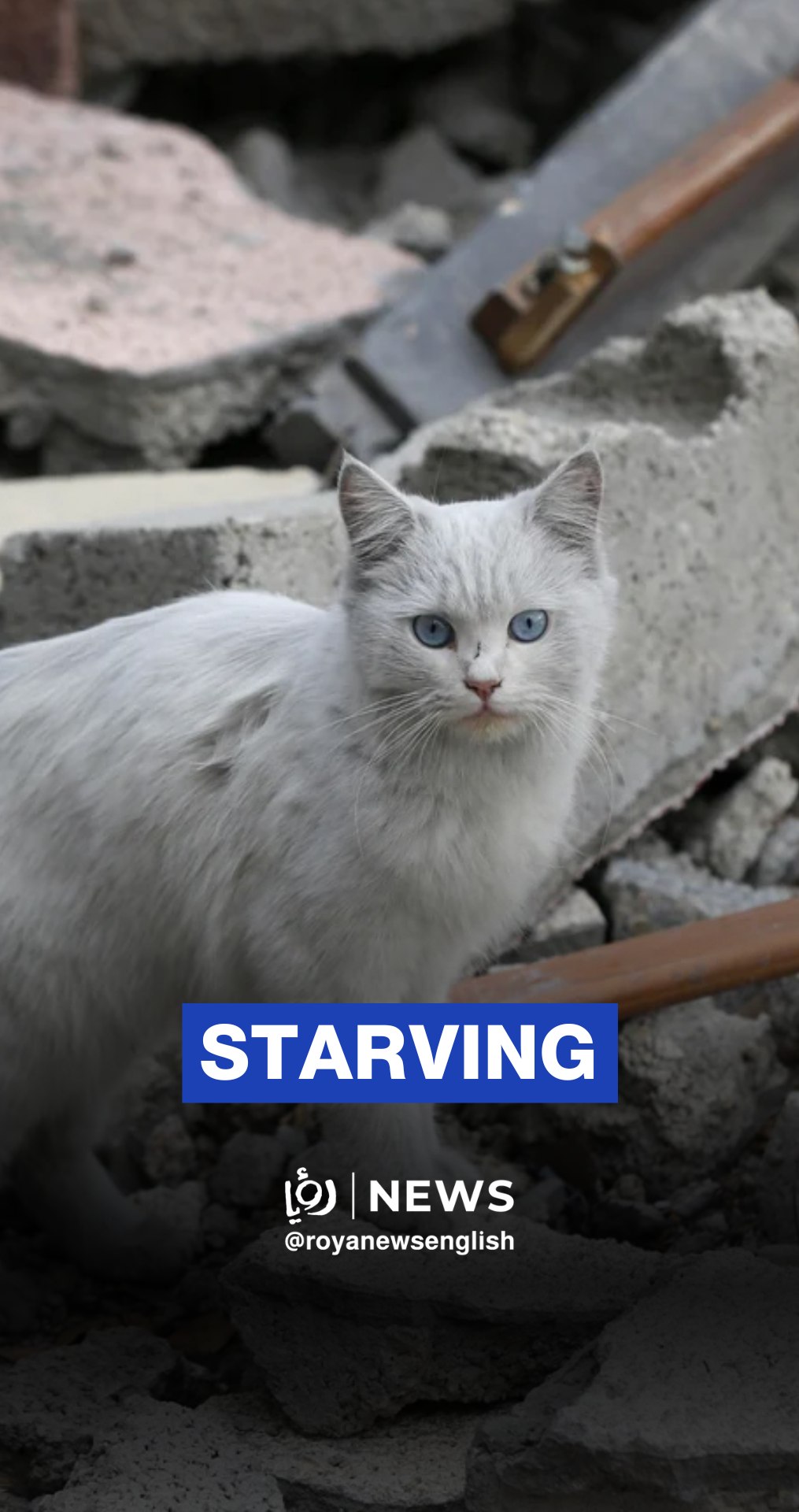 Even animals are suffering from hunger in Gaza