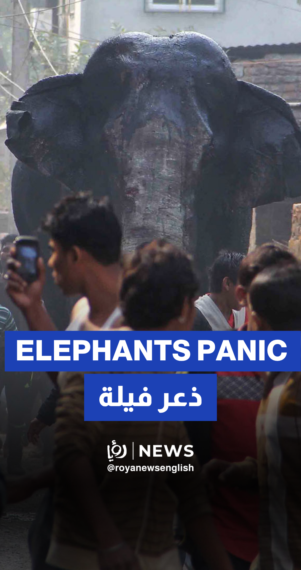 Three startled elephants run loose