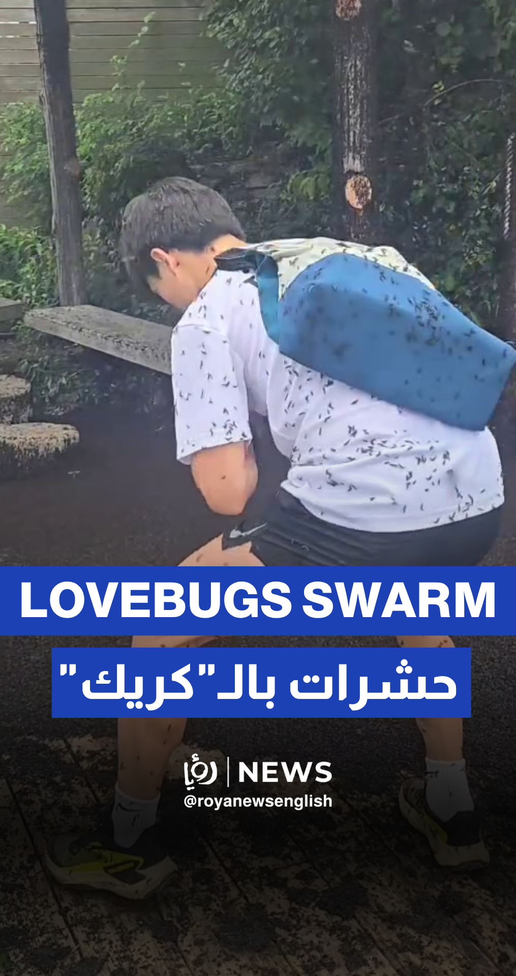 Lovebugs swarm South Korea during mating season