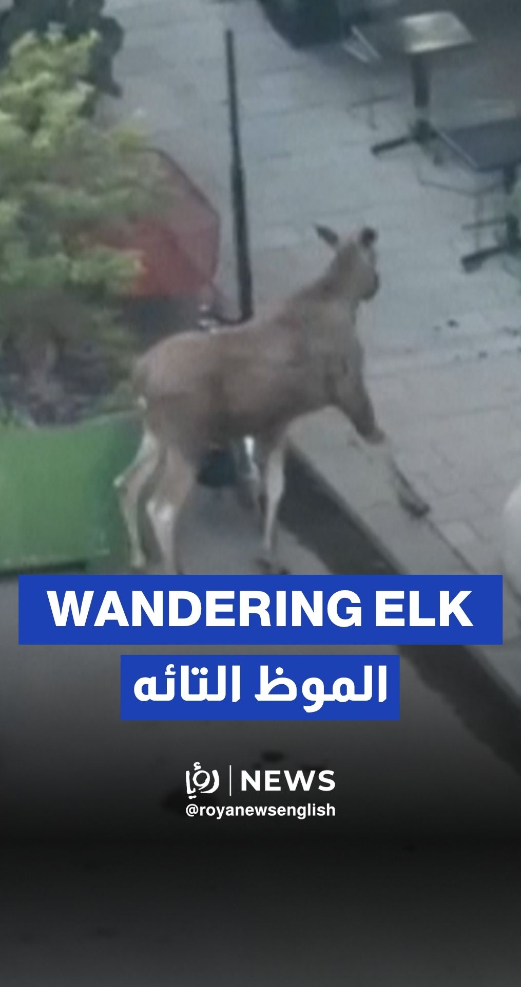 Elk wanders around Stockholm city centre