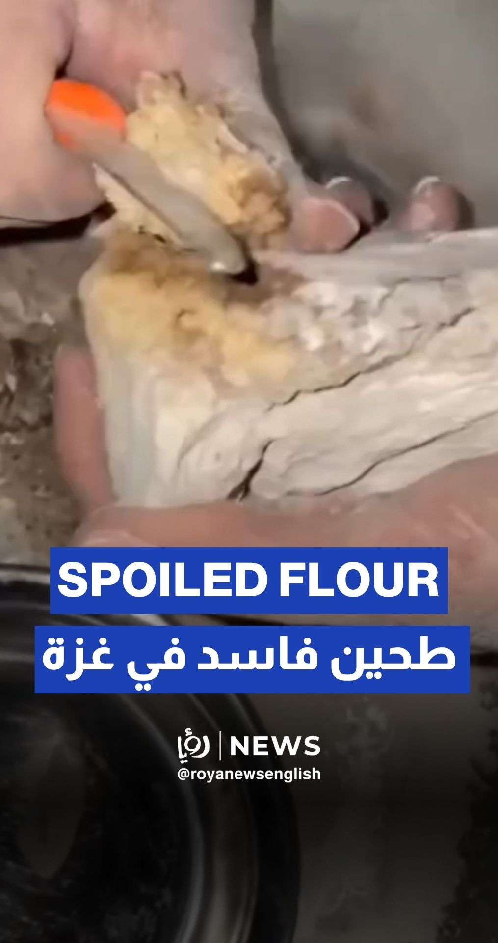 Family in Gaza receives flour bag filled with mold, worms