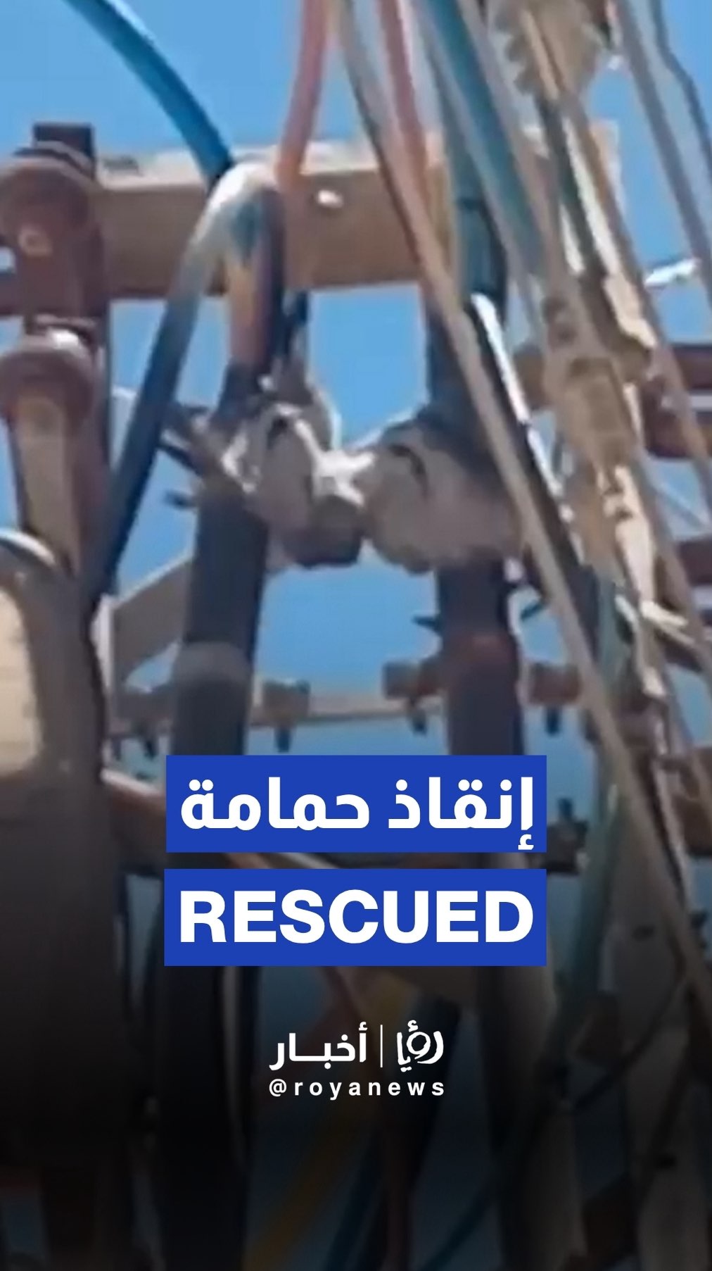 Pigeon rescued from power pole