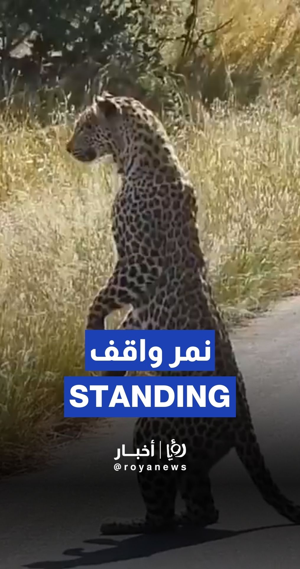 Tiger stands on its hind legs to watch antelope