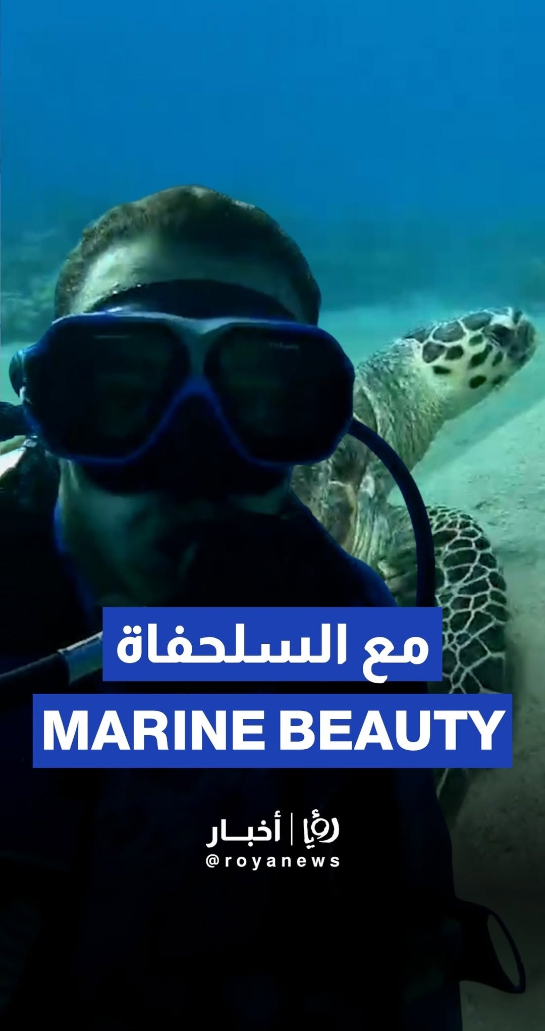 Diver in Aqaba films stunning sea turtle sighting