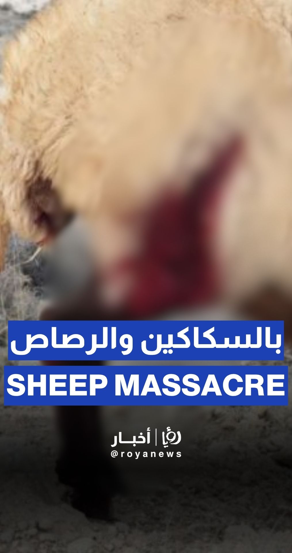 117 sheep killed by “Israeli” settlers in northeastern West Bank