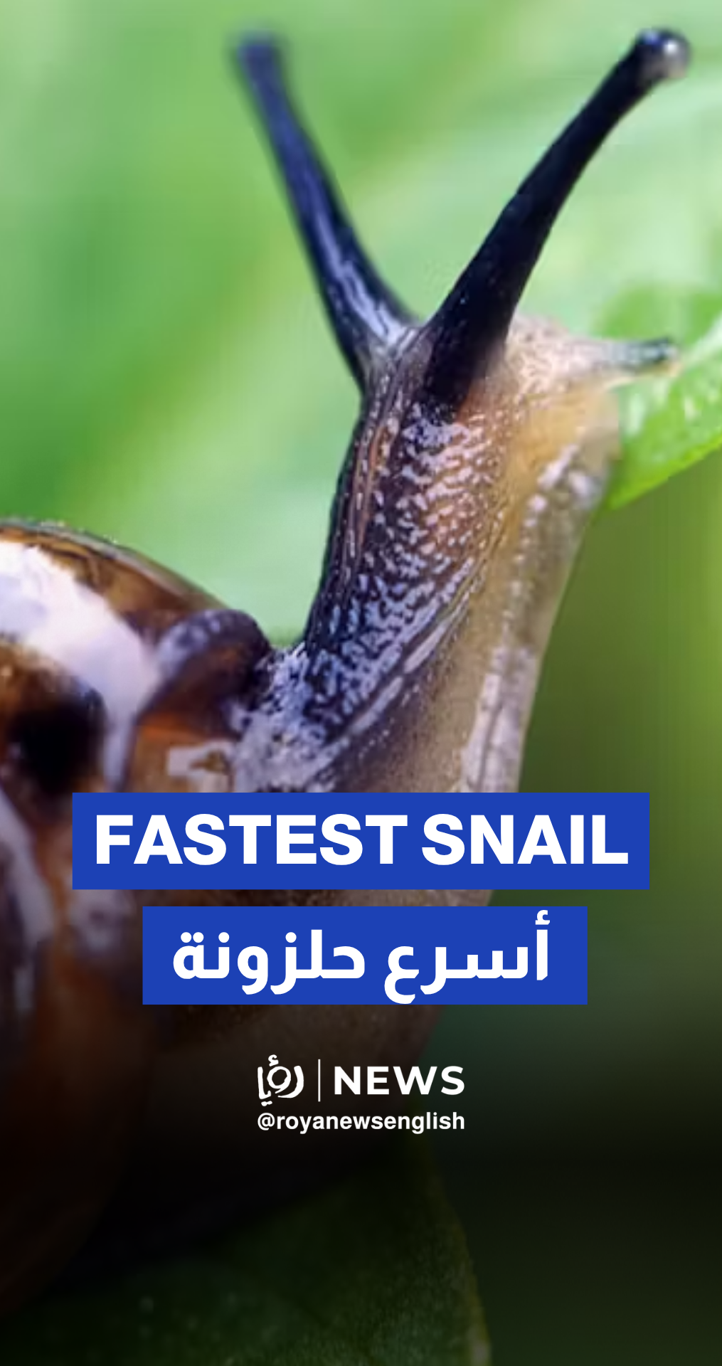 Snail Racing World Championship takes place in UK village