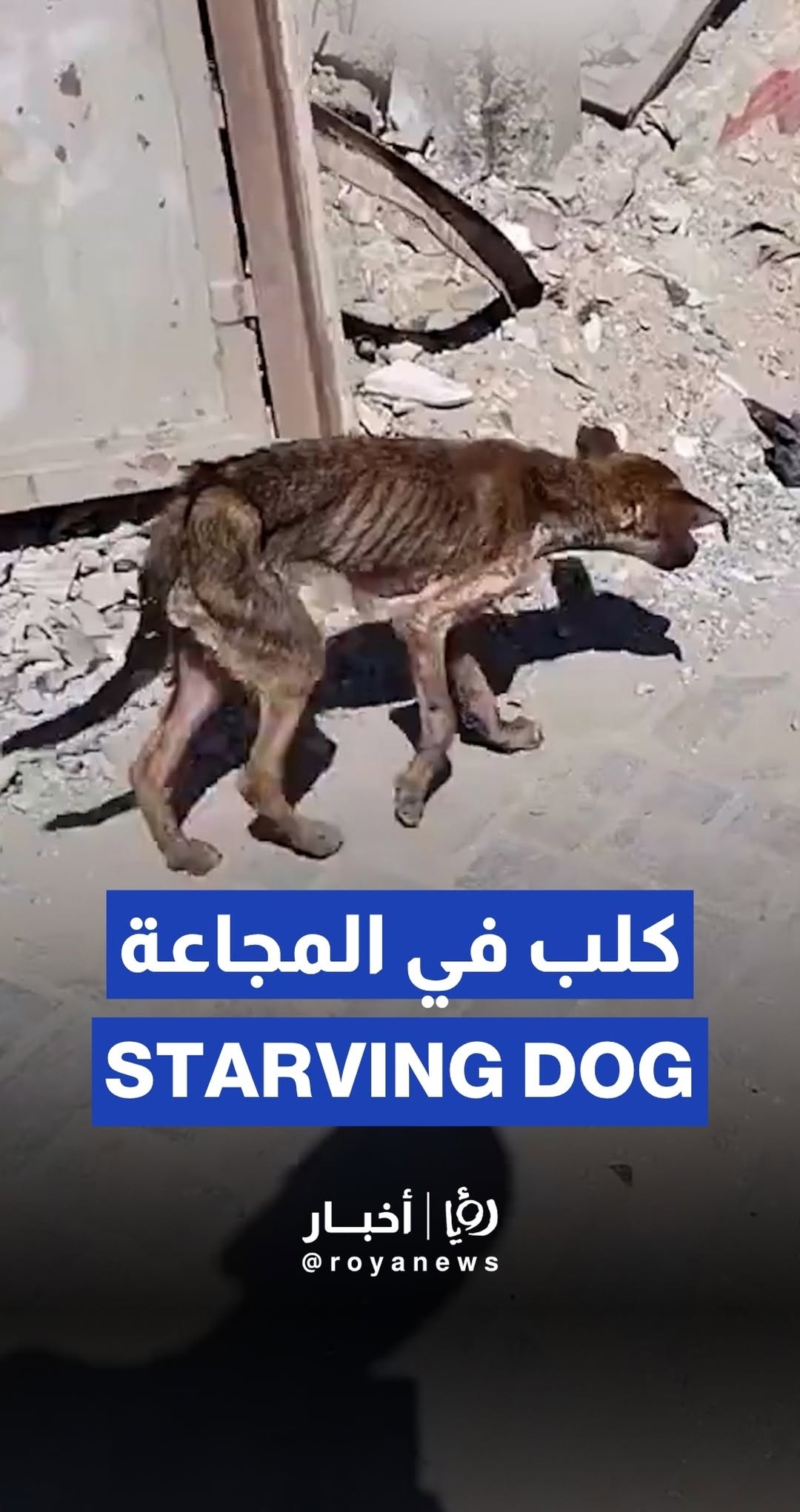 Gaza resident documents starving dog