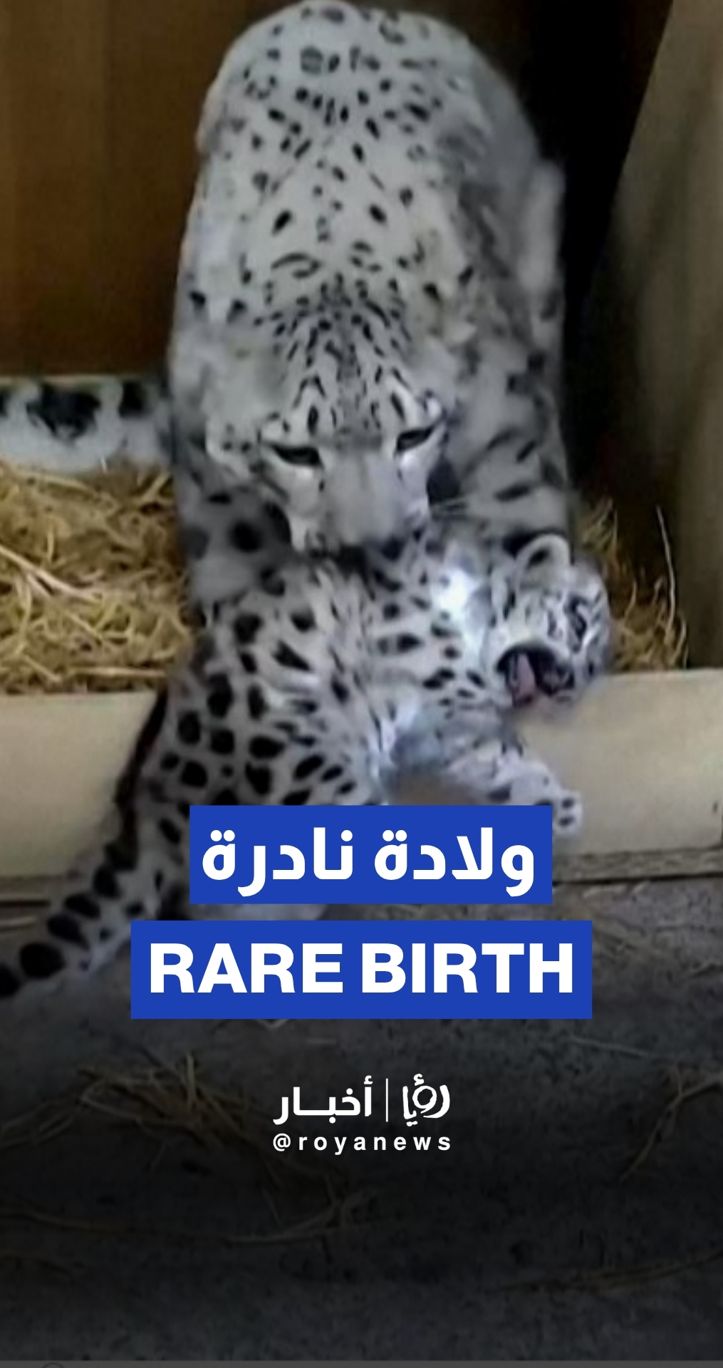Snow leopard cub born in UK's Chester Zoo