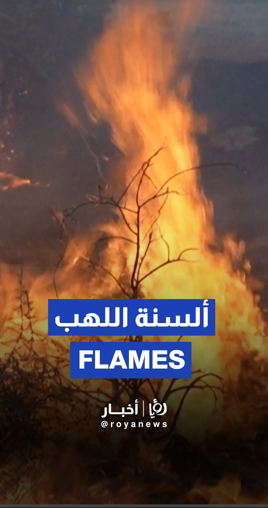 Firefighters battle wildfire in Cyprus' Limassol province