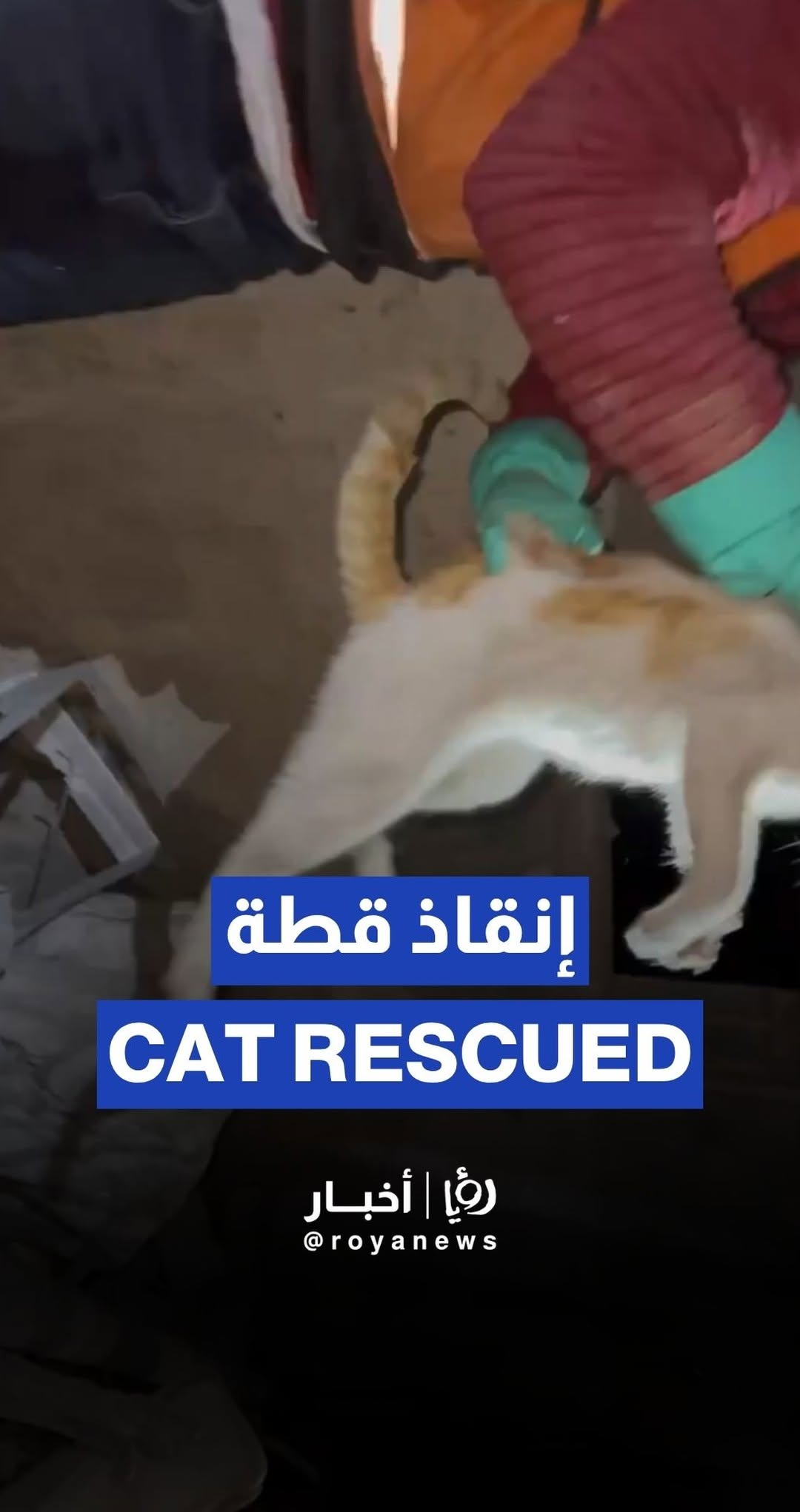 Cat rescued from under rubble after 'Israeli' airstrike