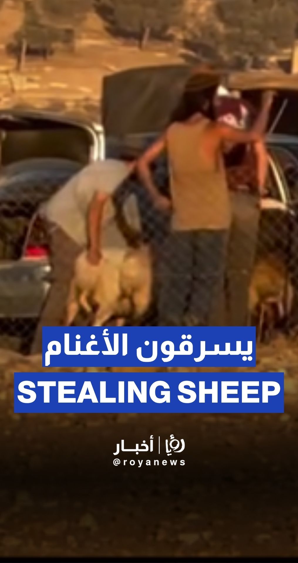 "Israeli” settlers steal sheep from Hebron village under army protection