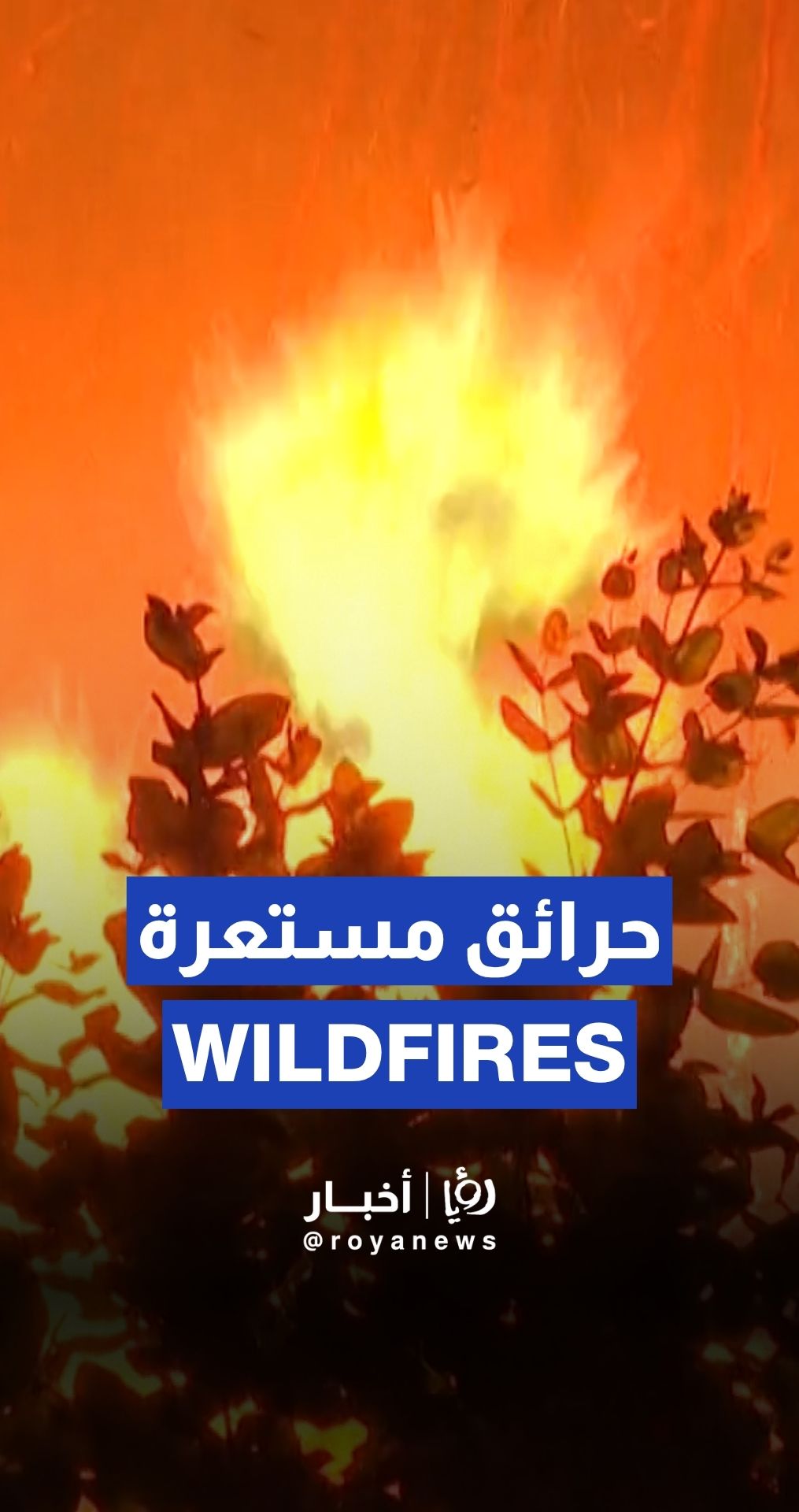 Portugal battles to contain wildfires in Arouca